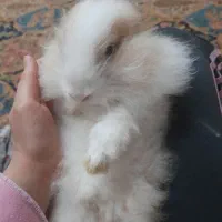 خرگوش از نژاد لوپ|موش و خرگوش|اهواز, کوی ملی راه|دیوار