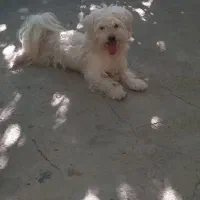 سگ پاپی بازیگوش وباهوش