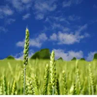 زمین-شالیزاری-1200متر-لنگرود