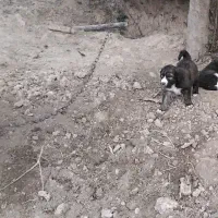 واگذاری سگ نر|سگ|توتکابن, |دیوار