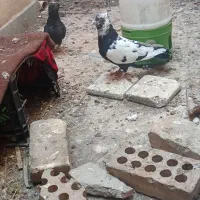 کبوتر دمبی و یال و یک اشعل