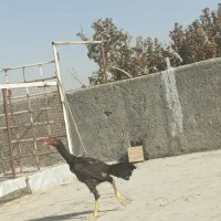 جوجه لاری|حیوانات مزرعه|تهران, نیروی هوایی (پیروزی)|دیوار