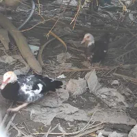 اردک و غاز|حیوانات مزرعه|ایرانشهر, |دیوار