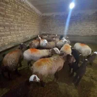 حیوانات مزرعه