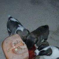 یک جفت سگ ۴ماهه نر .و ۲جفت سگ ۲ماهه نر|سگ|بوئین زهرا, |دیوار