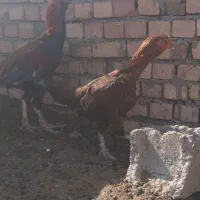 یک مرغ ویروس لاری ۲ میلیون|حیوانات مزرعه|میان جلگه, |دیوار