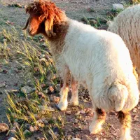 بره داشتی میش