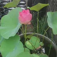 فروش نیلوفر آبی و گیاهان آبزی|گل و گیاه طبیعی|رامسر, |دیوار