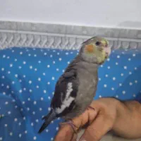 یک عدد عروس هلندی گمشده