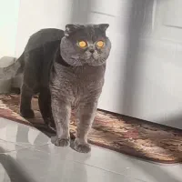 جفت گیری|گربه|رودهن, |دیوار