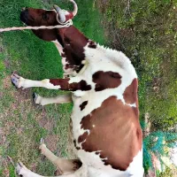 فروش فوری گاو ماده