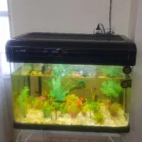 آکواریوم کمری