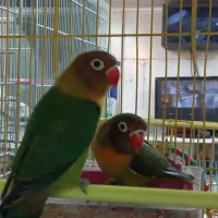 جوجه کوتوله برزیلی، مرغ عشق، عروس هلندی|پرنده|اصفهان, سپاهانشهر|دیوار