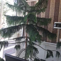 درخت کاج ۲نیم متری