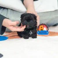 زغال کوچولو|سگ|لاهیجان, حزین|دیوار