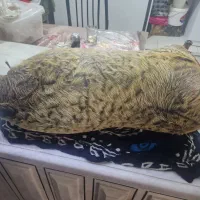 هیزه جا روغن حیوانی
