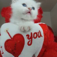 پرشین بریتیش زیبا