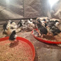 جوجه‌ گلین‌‌‌‌‌اصیل