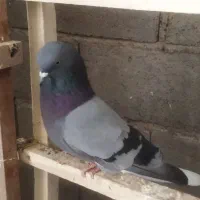 مایه کفتر ضمانتی