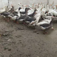 تعدادی غاز محلی