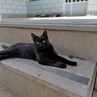 حیوان خانگی|گربه|ارسنجان, |دیوار