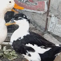 اردک|حیوانات مزرعه|شادگان, |دیوار