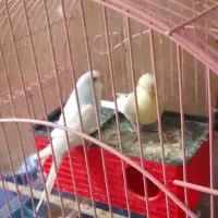 دو عدد مرغ عشق جفت