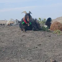 نربز خلو جلو کش