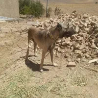 سگ گمشده مژدگانی ۳۰ ملیون تومن