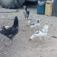 خروس گلین