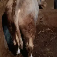 گوساله نر شاروله