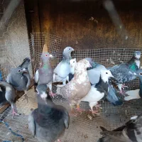 کبوتر سالم به شرط