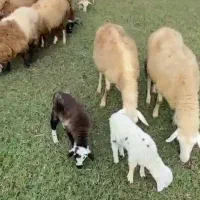 گوسفند داشتی و گوشتی