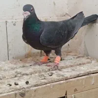 زاغ|پرنده|مه ولات, |دیوار