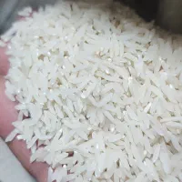 برنج هاشمی محلی فریدونکنار
