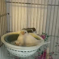 وایت مولد ،یلو ،و نر بخون سفید