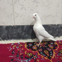 کفتر پرشی|پرنده|گوآور, |دیوار