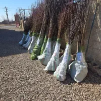 نهال بادام با سود دهی بالا به علت خواستار زیاد|خدمات باغبانی و درختکاری|بیرجند, |دیوار