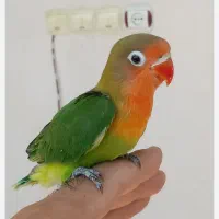 پرنده کوتوله طوطی