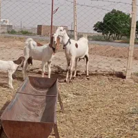 گوسفند
