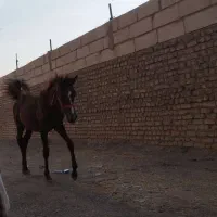 مادیون سواری دار با کره 8 ماه|اسب و تجهیزات اسب‌سواری|تهران, فلسطین (میدان انقلاب)|دیوار
