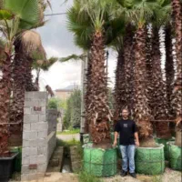 پالم واشنگتن ریشه پرس|خدمات باغبانی و درختکاری|تنکابن, |دیوار