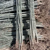 نهالستان سبزینه