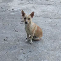 فروش سگ پا کوتاه|سگ|گوگان, |دیوار