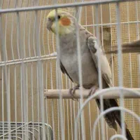 عروس هلندی نر و ماده