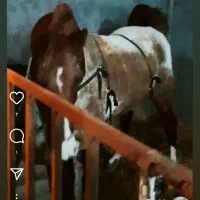 اسب کرد دو سر حال سالم مدارک میکروچیب دار|اسب و تجهیزات اسبسواری|رباطکریم, نوده|دیوار