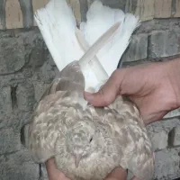 کبوتر دمسفید