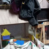 پرنده کتوله عروس هلندی|پرنده|تربت‌حیدریه, ده پائین|دیوار