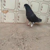 کبوتر|پرنده|شیراز, ستارخان|دیوار