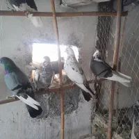 کبوترپرشی فروشی|پرنده|بندر ترکمن, |دیوار